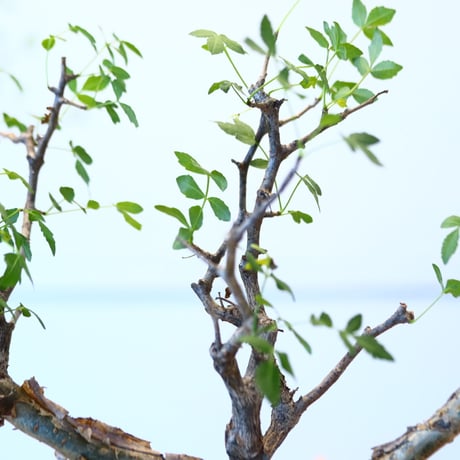 ブルセラ ファガロイデス / Bursera fagaroides   no.62516