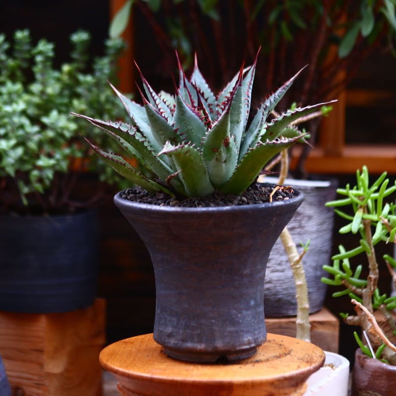 アガベ チタノタ マンガベ トゥースフェアリー カリフォルニア産 7号鉢 アガベ チタノタ マンガベ トゥースフェアリー カリフォルニア産 7号鉢