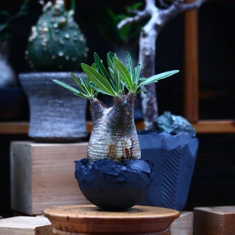 パキポディウム  グラキリス／Pachypodium  gracilius    no.100322
