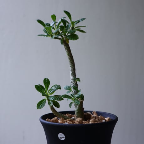 ドルステニア    ギガス   Dorstenia gigas  no.92311