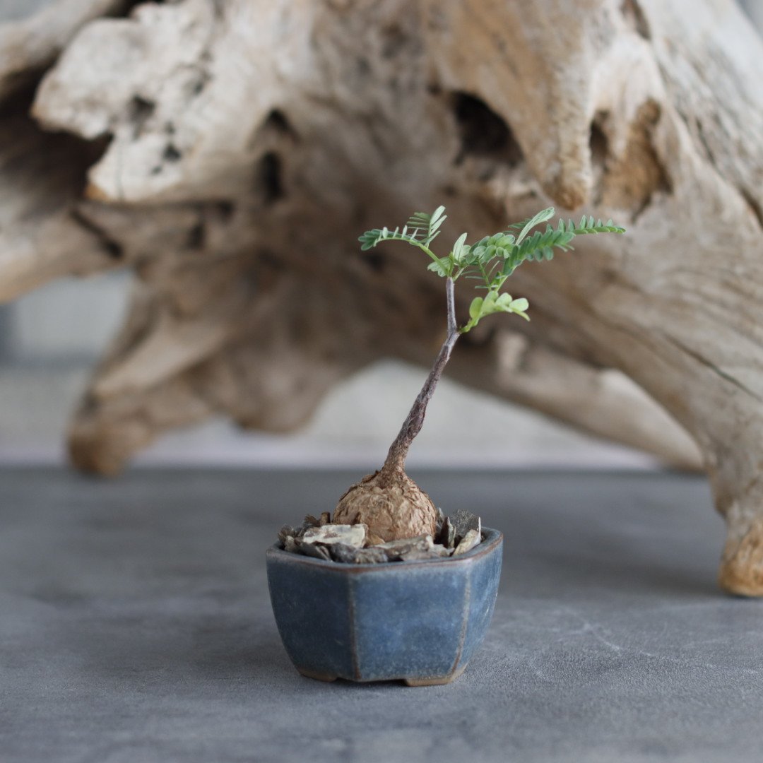 Elephantorrhiza praetermissa × 陶器鉢 (2号) no.629