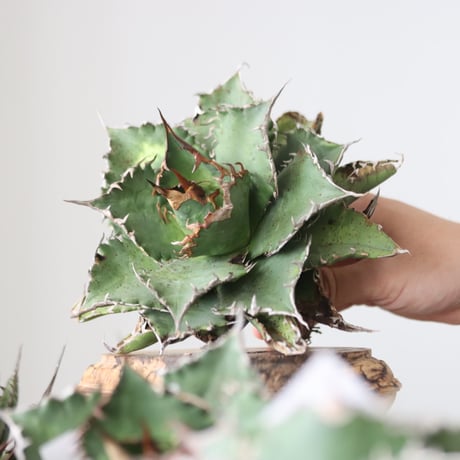 Agave titanota solareclipse / Style of Chika　no.42147
