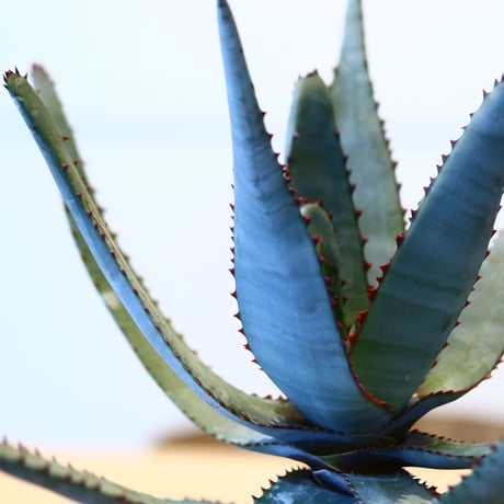 アロエ コニフェラ / Aloe conifera     no.51418