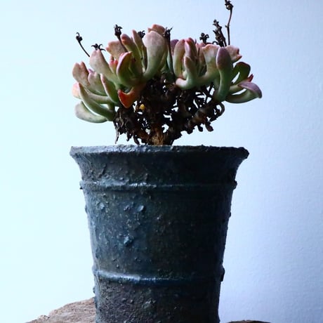 ロンボフィルム 扶刀乱麻  白班Rhombopyllum nelii f  variegata. No.022