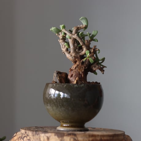 Ceraria pygmaea × 中川智治   no.61639
