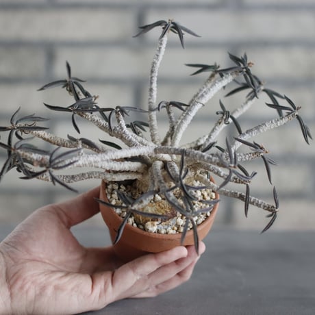 Euphorbia cylindrifolia (シリンドフォリア) / T.W. × YAMABACHI (3号) no.329/28