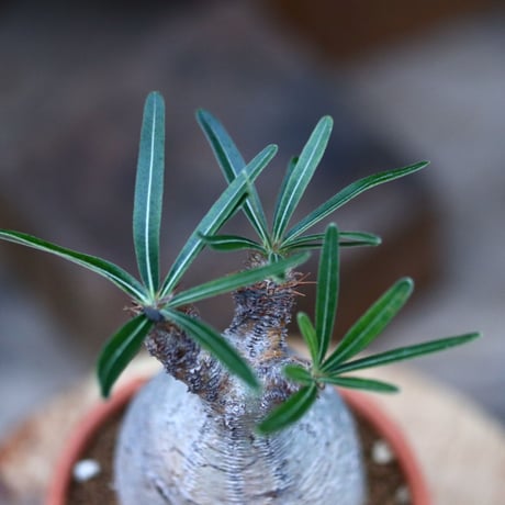 パキポディウム  グラキリス／Pachypodium  gracilius       no.120539