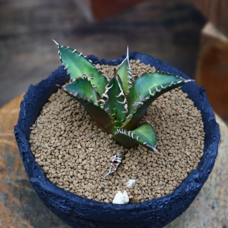 アガベ  レッドキャットウィールズ ／Agave titanota"Red Catweezle”  no.80788