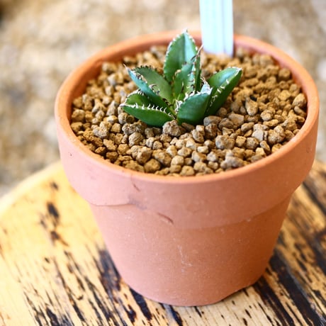 【9/9入荷未発根未活着ベアルート植込み】 Agave titanota "Filigree crested   no.91770