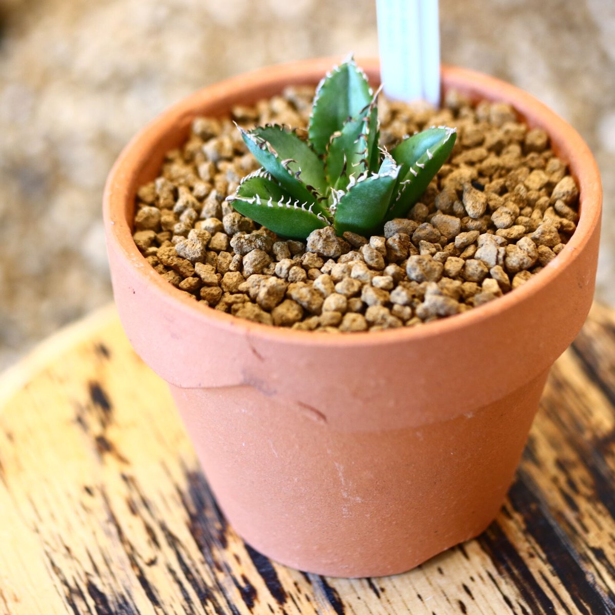 アガベ　フィリグリー　 完成体　ベアルート ベアルート】アガベ フィリグリー EC1049 – TaiShoDo ONLINE SHOP