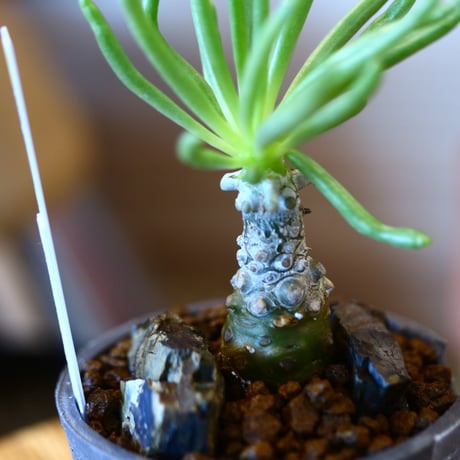 N/OH × Tylecodon wallichii    no.111918