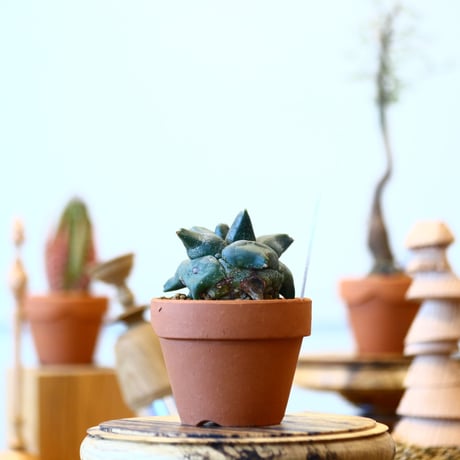 YAMABACHI × Astrophytum　no.91005