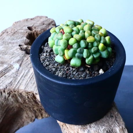アロイノプシス  スクーネーシー   Aloinopsis schooneesii   No.007