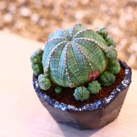 N/OH × Euphorbia symmetrica   no.61808