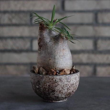 Pachypodium gracilius × takero pot (3.5号)  no.817-4