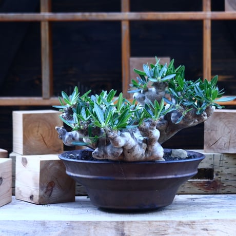 パキポディウム ブレビカリックス／Pachypodium densiflorum var. brevicalyx      no.82936