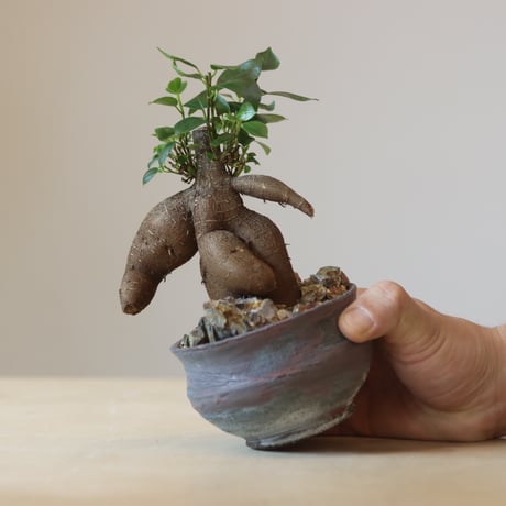 Ficus microcarpa × 安西桂   no.309-15