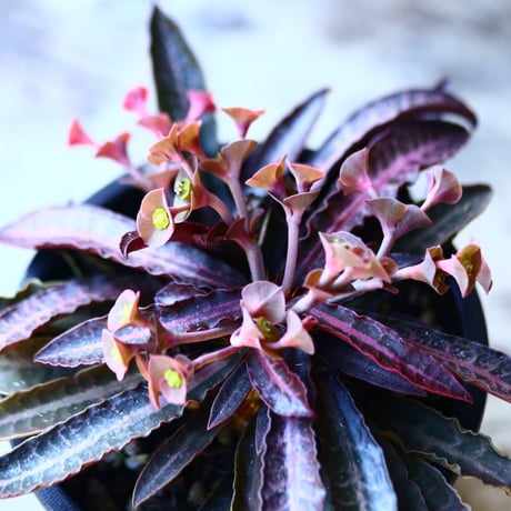 ユーフォルビア  フランコイシー   Euphorbia francoisii   no.110810