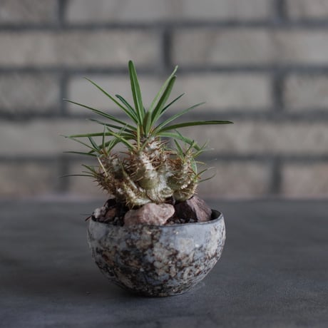 Pachypodium gracilius × takero pot (2.5号)  no.817-15