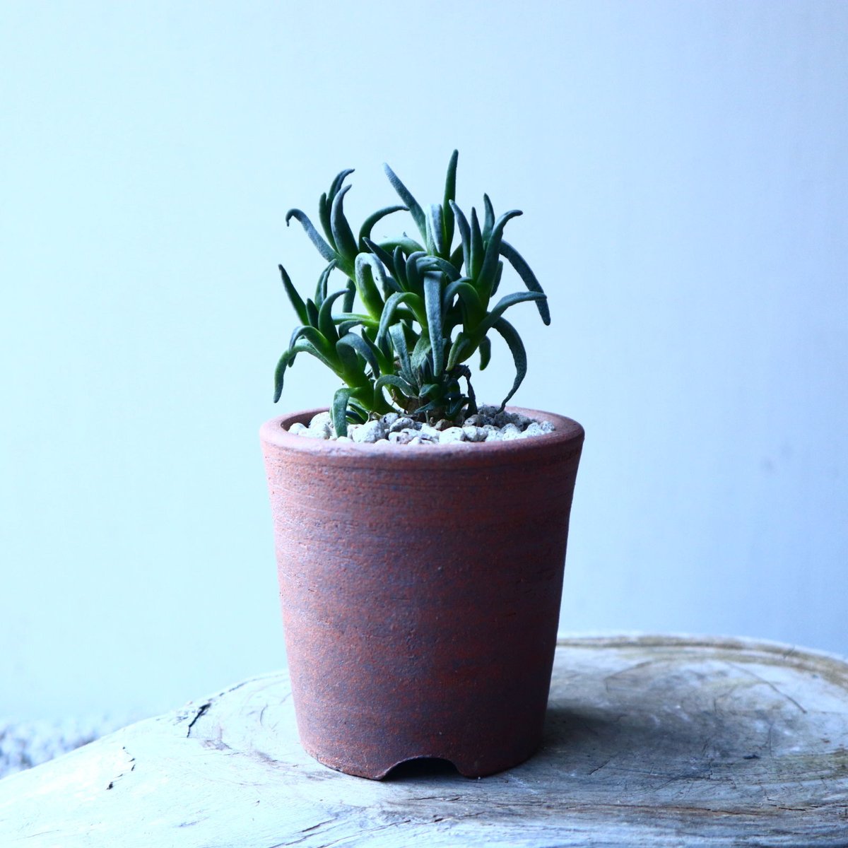 フィロボルス プラシヌス Phyllobolus prasinus no.21645