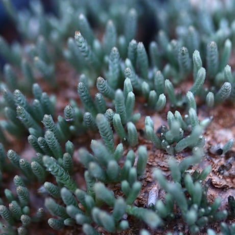 アボニア   クイナリア   アルストニー  赤花／Avonia quinaria ssp. alstonii    no.120514