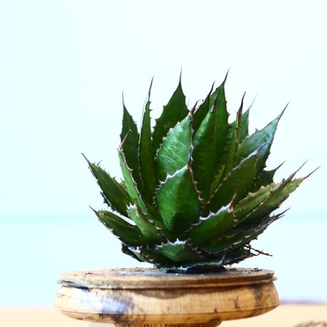 Agave horrida / Style of Chika   no.1015/51