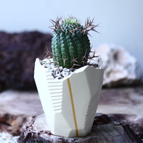 群星冠 Euphorbia stellispina   no.021