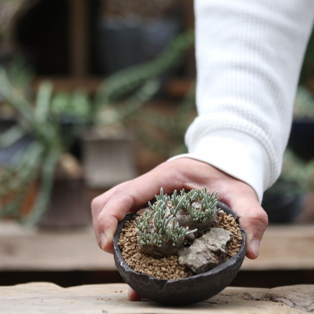 アボニア クイナリア アルストニー／Avonia quinaria ssp. alst