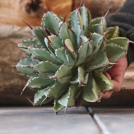 U.S. Cubic (Agave potatorum Cubic) / Style of Chika　no.1203-1