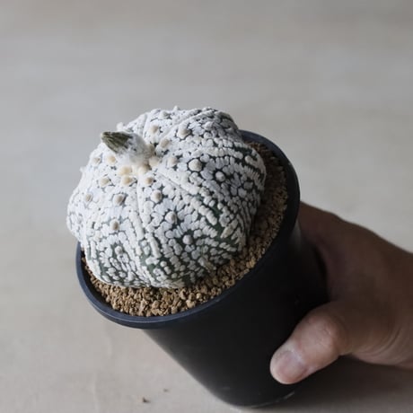astrophytum  asterias / スーパー兜 (3.5号鉢)  no.913/8