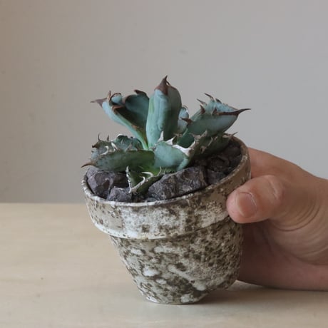 Agave titanota black&bule × YAMABACHI var. takero pot (3号鉢)   no.426-26
