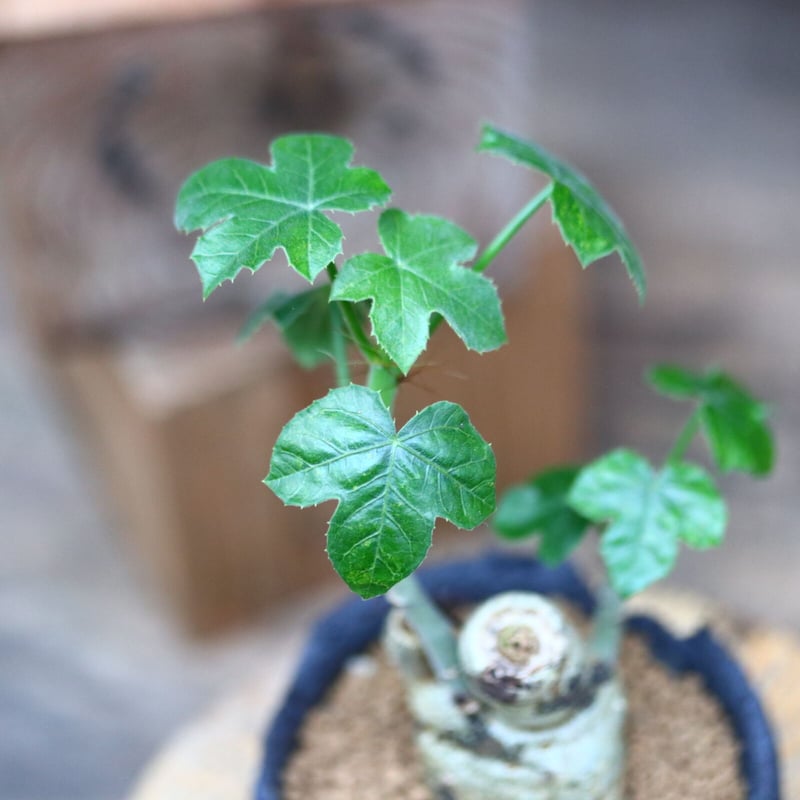 ヤトロファ スピカータ／Jatropha spicata no.80726 | 芽の巣山