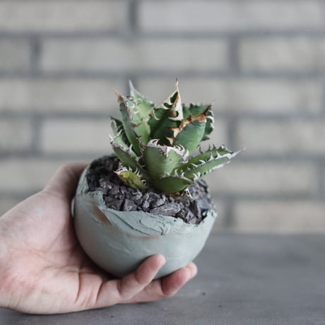 Agave titanota"Red Catweezle” × TAKERO NO TORUKO (3.5号)  no.419/108