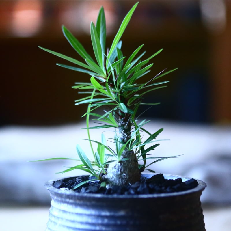 フォークイエリア プルプシー 実生 Fouquieria purpusii no.7 フォークイエリア プルプシー 実生 Fouquieria purpusii no.7