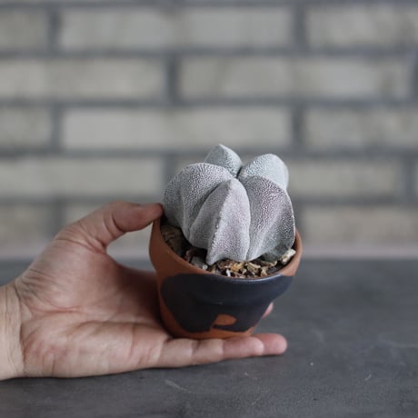 Astrophytum myriostigma 'Onzuka' × N/OH (3号)  no.510/42