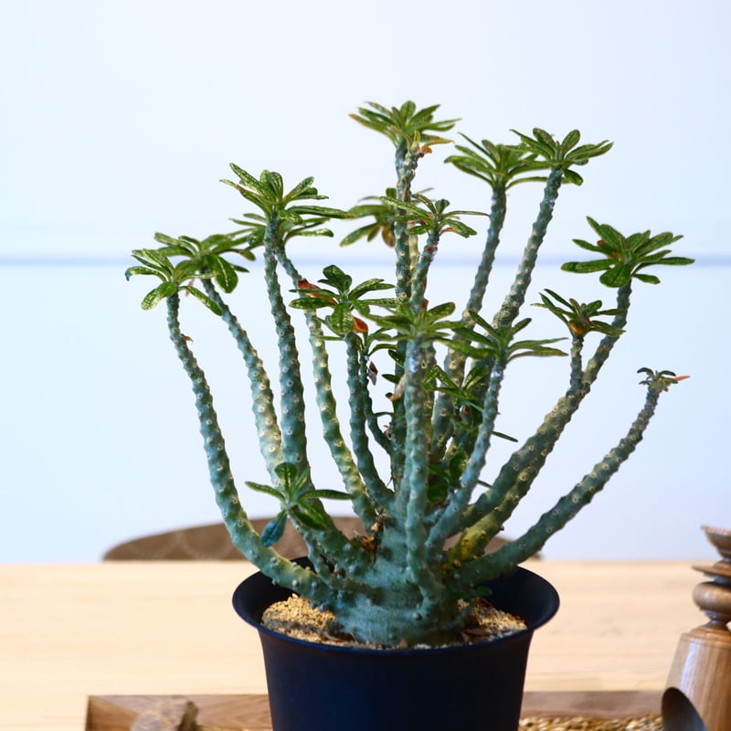 ドルステニア ギガス / Dorstenia gigas no.51416 | 芽の巣山 ドルステニア ギガス / Dorstenia gigas no.51416 | 芽の巣山