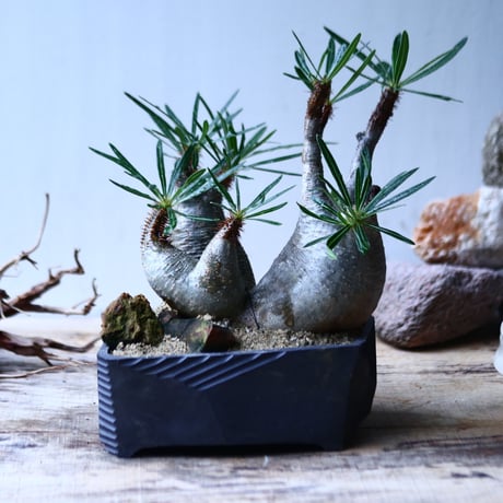 パキポディウム グラキリス　トリプルヘッド   Pachypodium rosulatum var. gracilius no.92731