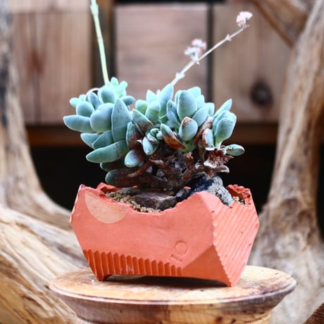 クラッスラ ダルマ神刀 / Crassula ″DARUMAJINTOU″   no.22673