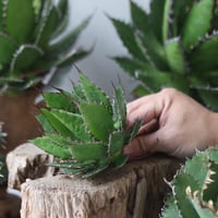 U.S. horrida (Agave horrida) / Style of Chika　no.1203-66