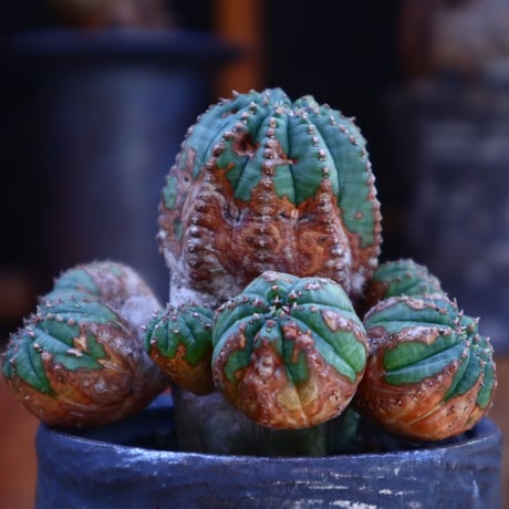 ユーフォルビア  オベサ hyb. ／Euphorbia obesa  hyb.   no.62014