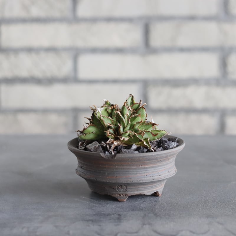 ⑥Hidden Agave ジェレミー titanota 'creep' ①Hidden Agave ジェレミー titanota 'creep' creep hidden agave