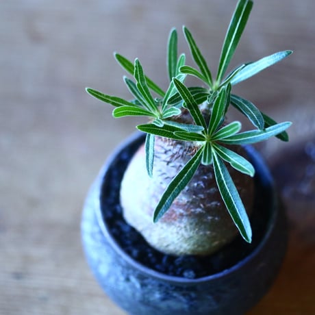 パキポディウム グラキリス   Pachypodium rosulatum var. gracilius no.705-1