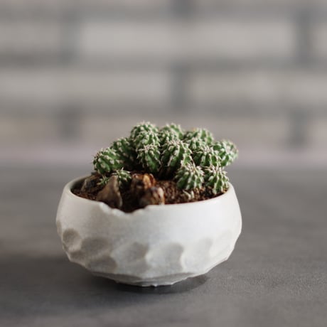 Euphorbia sepultap × N/OH (3号)  no.823-23