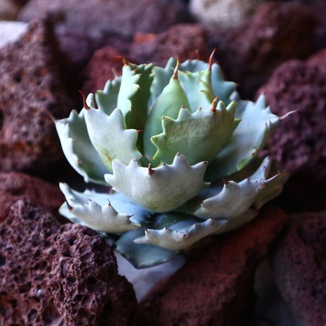 アガベ イシスメンシス   Agave Isthmensis   no.30829