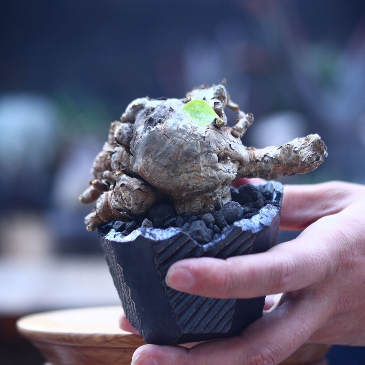 ユーフォルビア イトレメンシス Euphorbia itremensis n