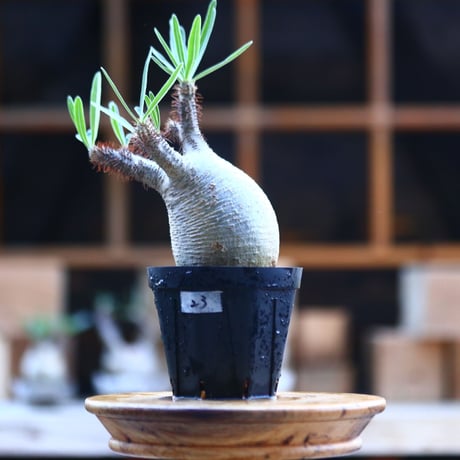 パキポディウム  グラキリス ／Pachypodium  gracilius     no.101723