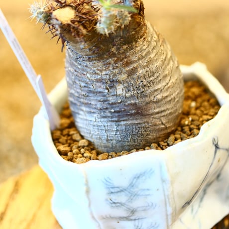 Pachypodium gracilius × Sun Honma   no.22516