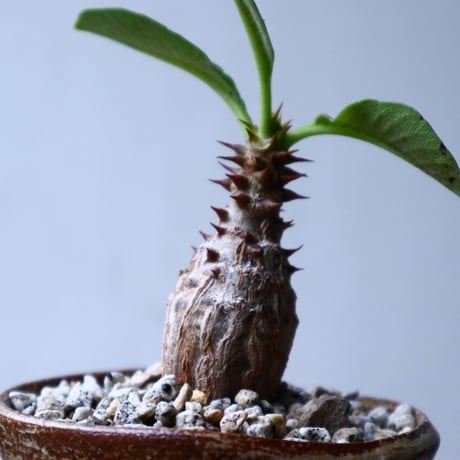 パキポディウム  ウィンゾリー   Pachypodium baronii var. windsori    no.102742
