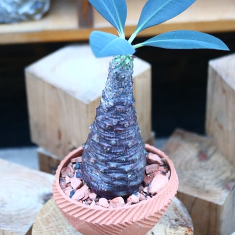 ユーフォルビア  パキポディオイデス／Euphorbia pachypodioides   no.12352