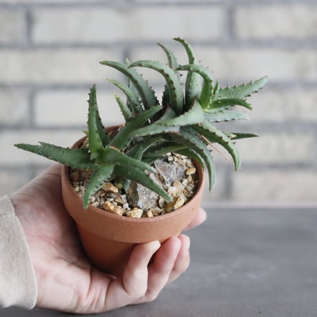 Aloe Castilloniae × YAMABACHI (3号)  no.628/75